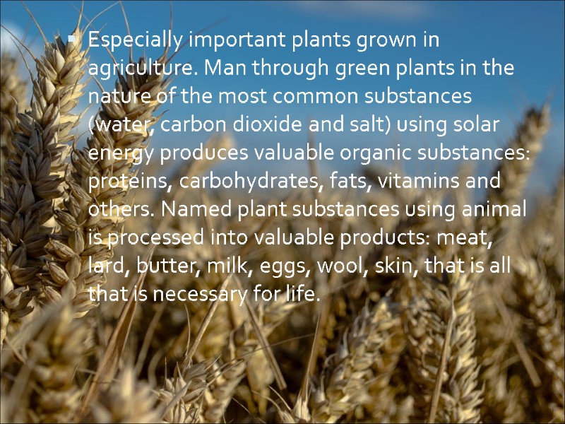 Especially important plants grown in agriculture. Man through green plants in the nature of